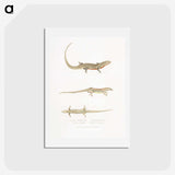 2-34_Indian-Zoology_hagaki