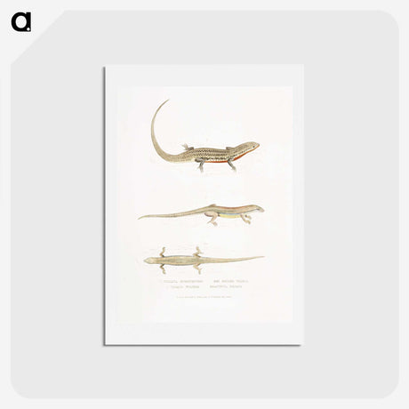 2-34_Indian-Zoology_hagaki