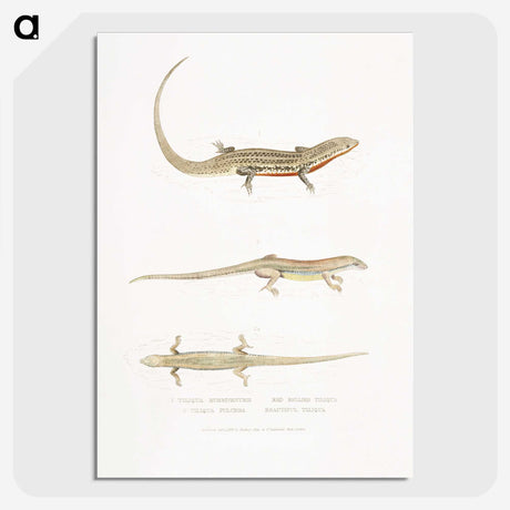 2-34_Indian-Zoology_picture-crop