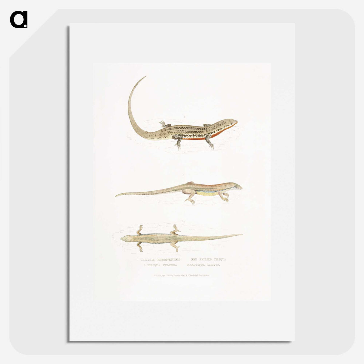 2-34_Indian-Zoology_picture