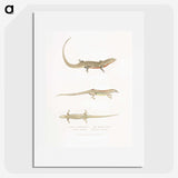 2-34_Indian-Zoology_picture