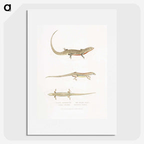 2-34_Indian-Zoology_picture