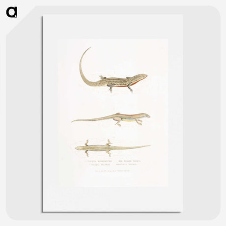 2-34_Indian-Zoology_picture