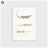 2-34_Indian-Zoology_postcard