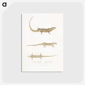 2-34_Indian-Zoology_postcard