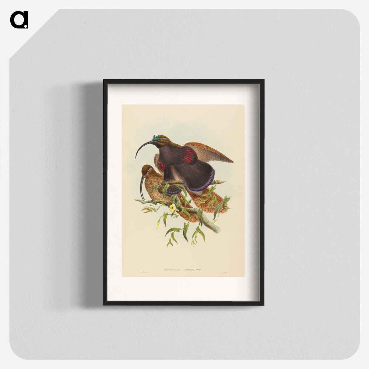 2-34_John-Gould_blk
