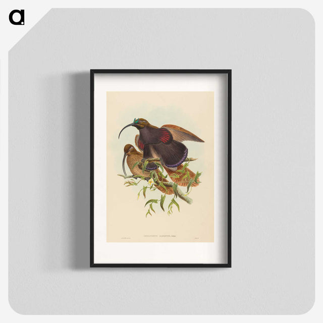 2-34_John-Gould_blk