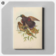 2-34_John-Gould_canvas