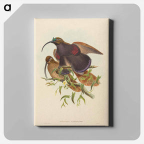 アートパネル-Black-billed Sicklebill Bird of Paradise
 - ジョン グールド Canvas.