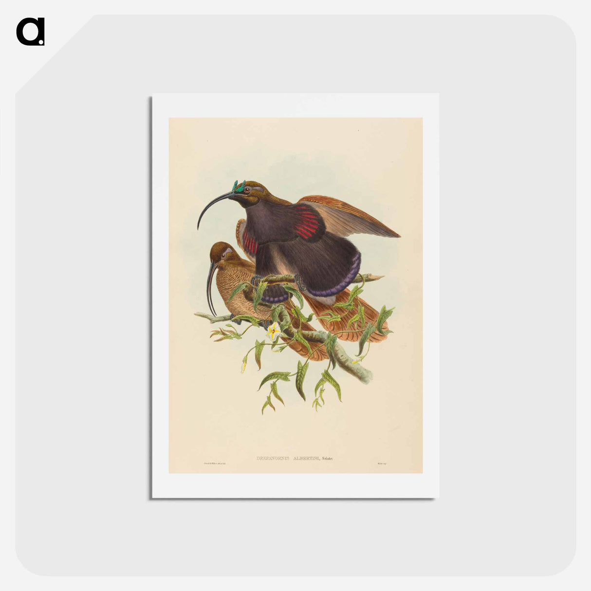 アートポストカード-Black-billed Sicklebill Bird of Paradise
 - ジョン グールド Postcard.