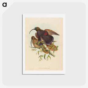 アートポストカード-Black-billed Sicklebill Bird of Paradise
 - ジョン グールド Postcard.