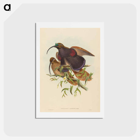 アートポストカード-Black-billed Sicklebill Bird of Paradise
 - ジョン グールド Postcard.