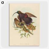 2-34_John-Gould_picture-crop
