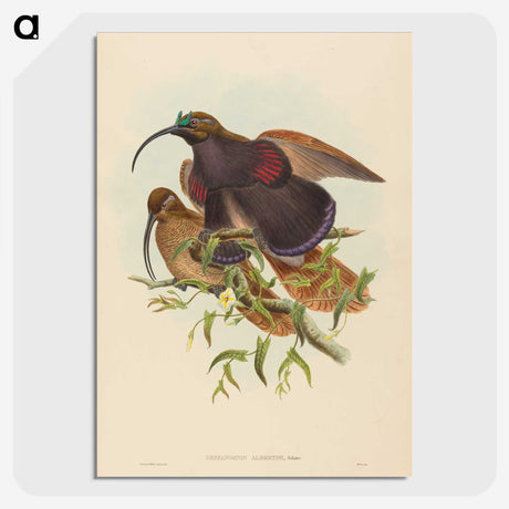 2-34_John-Gould_picture-crop