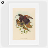 2-34_John-Gould_picture