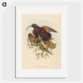 2-34_John-Gould_picture