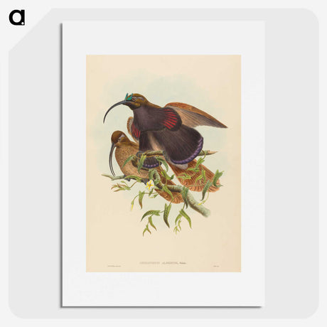 2-34_John-Gould_picture