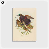 アートポストカード-Black-billed Sicklebill Bird of Paradise
 - ジョン グールド Postcard.