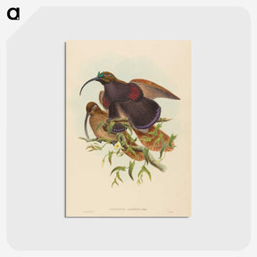 2-34_John-Gould_postcard