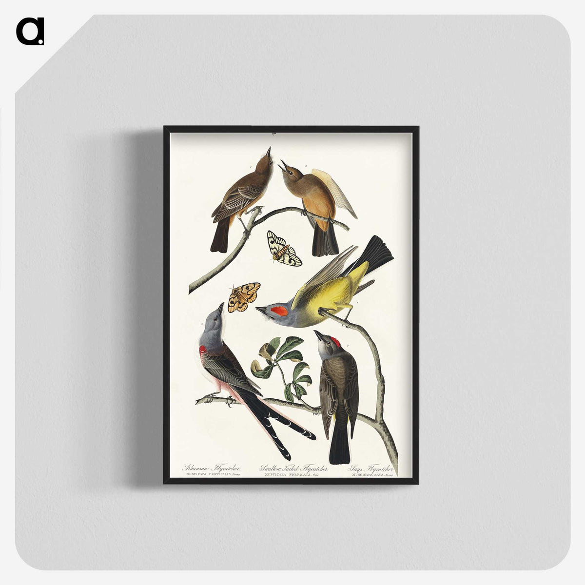 2-34_John-James-Audubon_blk-crop