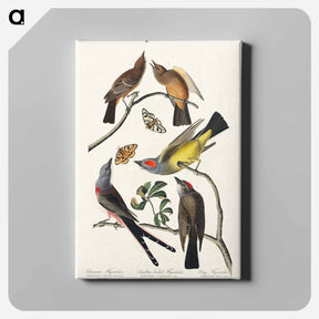 アートパネル-Flycatchers of America
 - ジョン ジェームス オーデュボン Canvas.