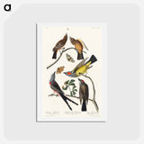 アートポストカード-Flycatchers of America
 - ジョン ジェームス オーデュボン Postcard.