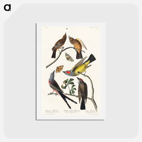 アートポストカード-Flycatchers of America
 - ジョン ジェームス オーデュボン Postcard.