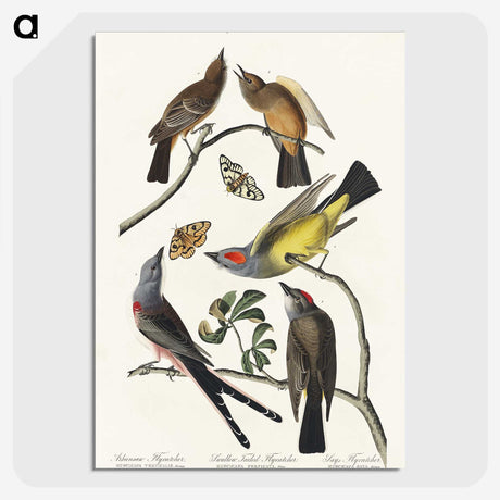 2-34_John-James-Audubon_picture-crop