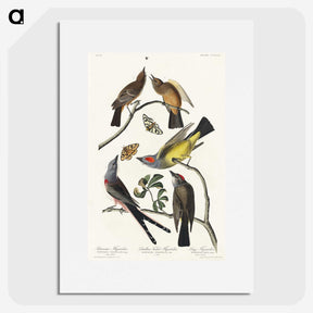 2-34_John-James-Audubon_picture