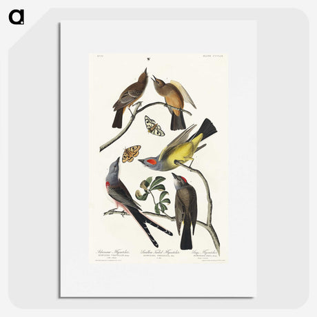 2-34_John-James-Audubon_picture