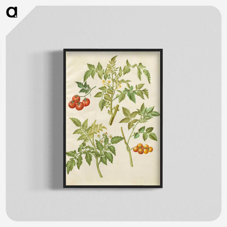 2-34_Maria-Sibylla-Merian_blk-crop