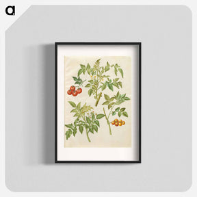 アートポスター-Solanum lycopersicum
 - マリア ジビーラ メーリアン Poster.