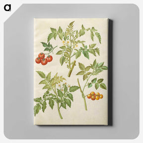 2-34_Maria-Sibylla-Merian_canvas