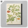 アートパネル-Solanum lycopersicum
 - マリア ジビーラ メーリアン Canvas.