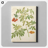 アートパネル-Solanum lycopersicum
 - マリア ジビーラ メーリアン Canvas.