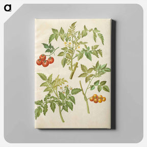 アートパネル-Solanum lycopersicum
 - マリア ジビーラ メーリアン Canvas.