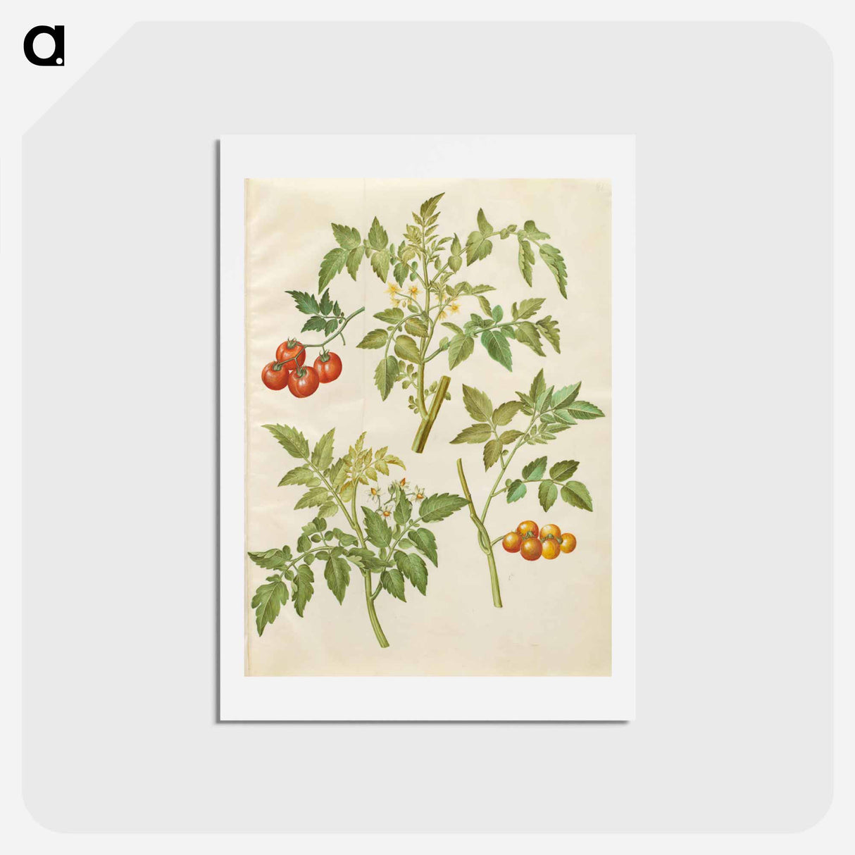アートポストカード-Solanum lycopersicum
 - マリア ジビーラ メーリアン Postcard.