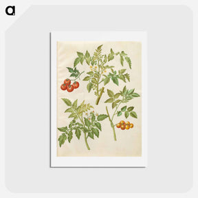 アートポストカード-Solanum lycopersicum
 - マリア ジビーラ メーリアン Postcard.
