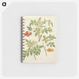 2-34_Maria-Sibylla-Merian_memo