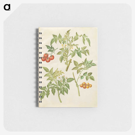 2-34_Maria-Sibylla-Merian_memo