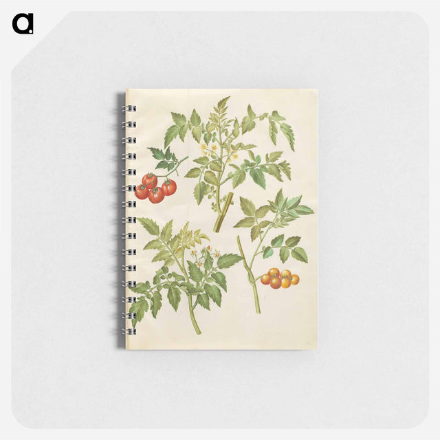 アートメモ帳-Solanum lycopersicum
 - マリア ジビーラ メーリアン Memo.