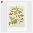 2-34_Maria-Sibylla-Merian_picture