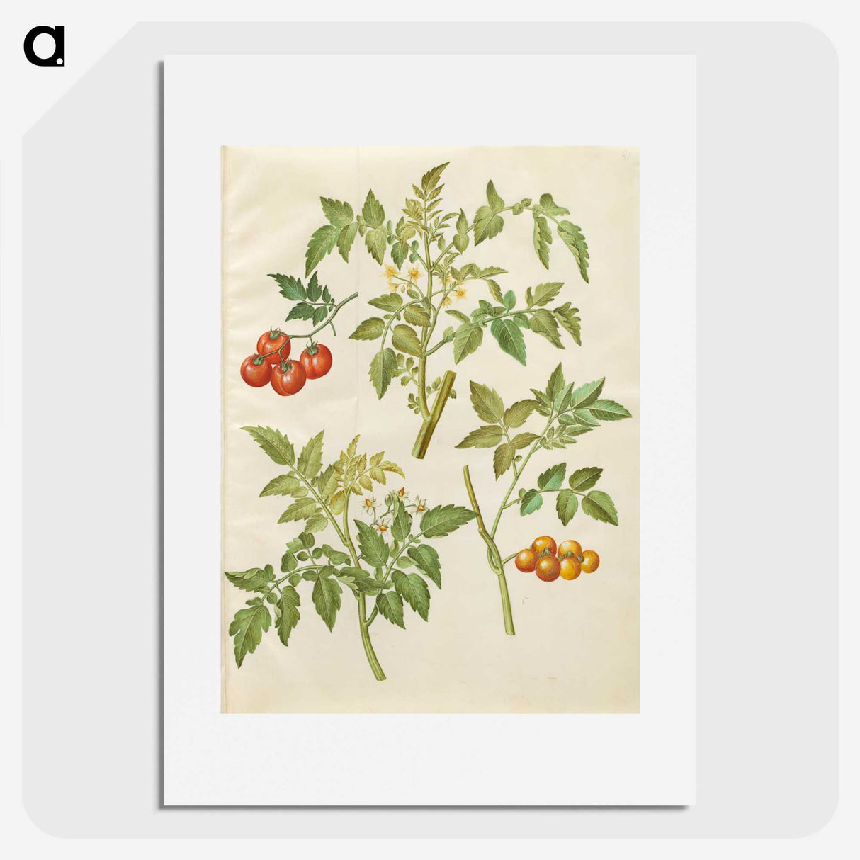 2-34_Maria-Sibylla-Merian_picture