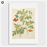 2-34_Maria-Sibylla-Merian_picture