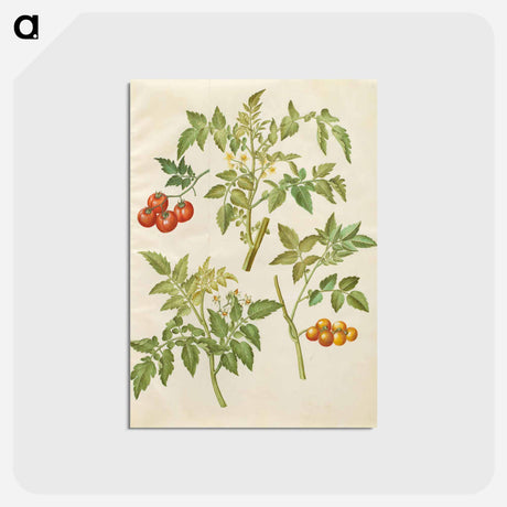 アートポストカード-Solanum lycopersicum
 - マリア ジビーラ メーリアン Postcard.