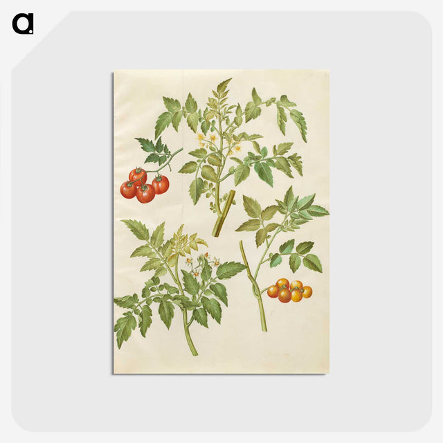 2-34_Maria-Sibylla-Merian_postcard