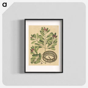アートポスター-The Ribbon Snake
 - マーク ケイツビー Poster.