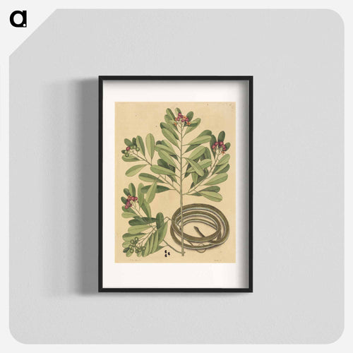 The Ribbon Snake
 - マーク ケイツビー Poster.