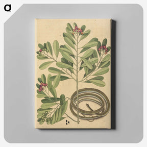 2-34_Mark-Catesby_canvas