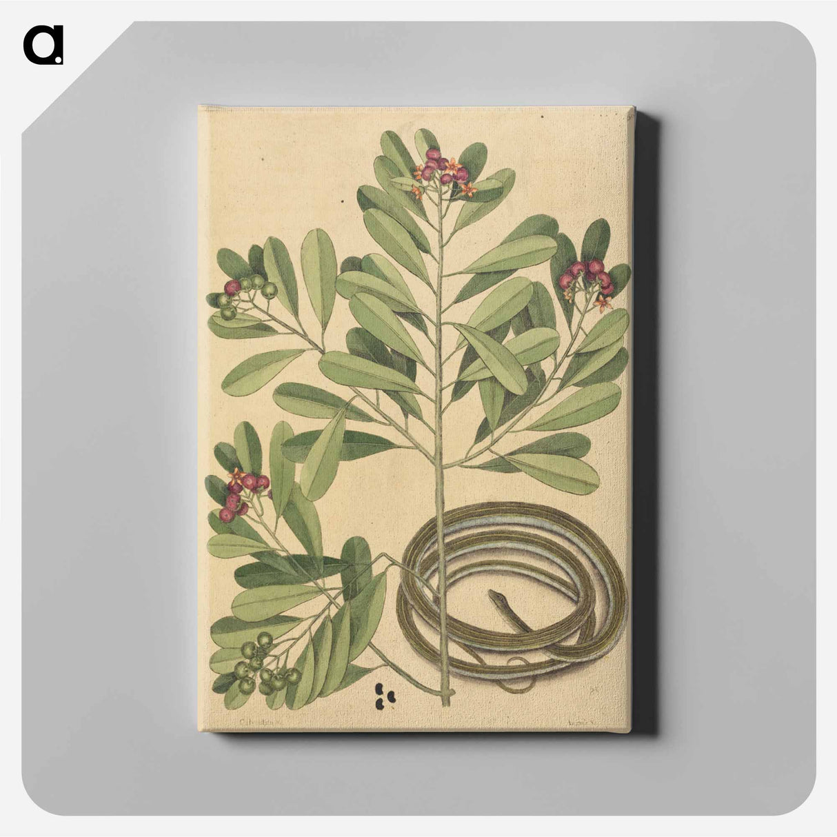 アートパネル-The Ribbon Snake
 - マーク ケイツビー Canvas.